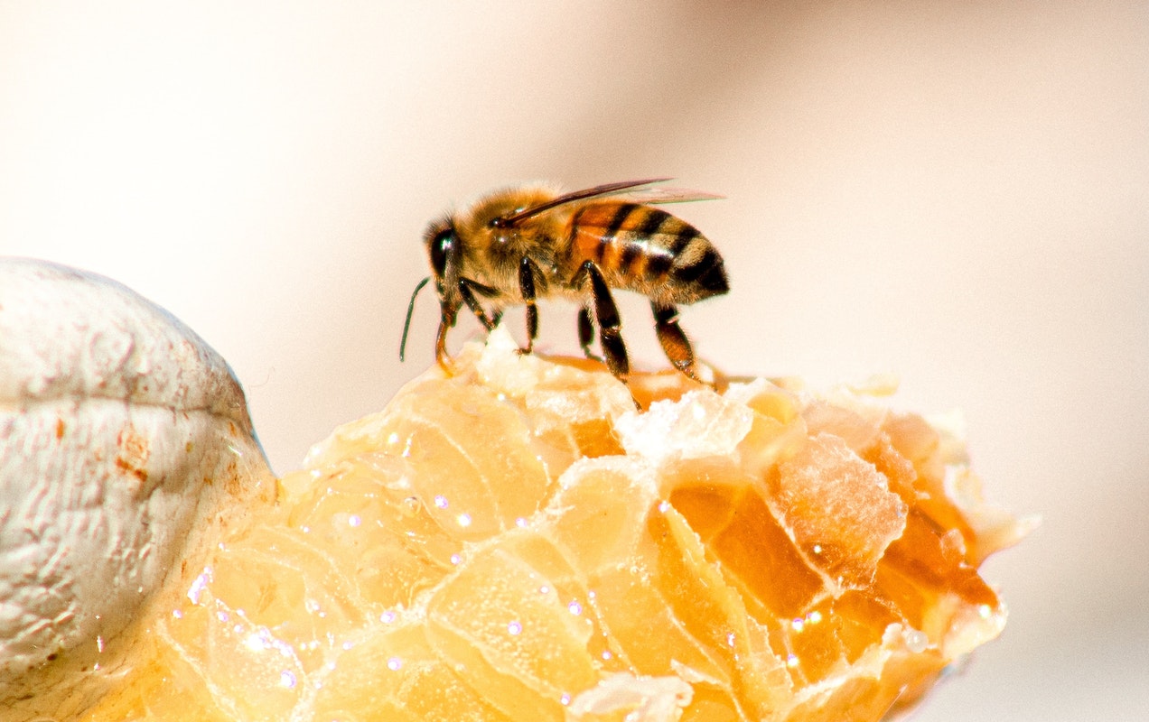 Les cinq principaux producteurs de miel britanniques